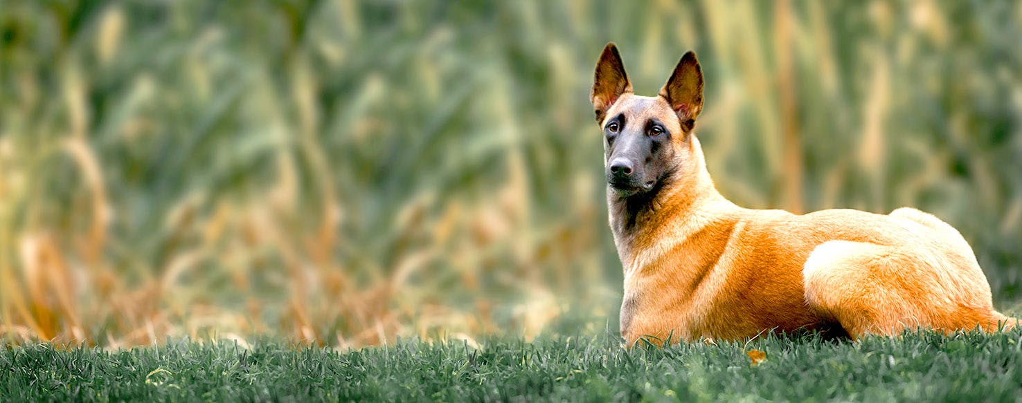 Elements Inspired Dog Names Popular Male And Female Names Wag 